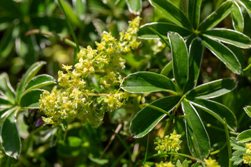 macrophotographie de fleur sauvage - Alchémille des alpes - Alchemilla alpina