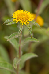 macrophotographie de fleur sauvage - Astérolide épineuse - Asteriscus spinosus