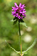 macrophotographie de fleur sauvage - Bétoine officinale - Stachys officinalis