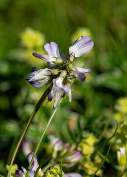 macrophotographie de fleur sauvage - Astragale des alpes - Astragalus alpinus