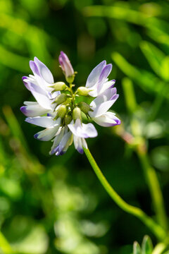 macrophotographie de fleur sauvage - Astragale des alpes - Astragalus alpinus