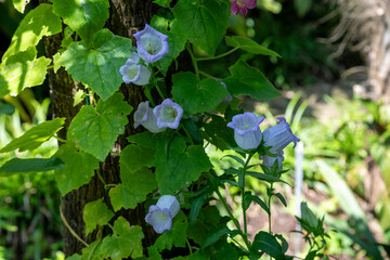 macrophotographie de fleur sauvage - Campanule carillon - Campanula medium