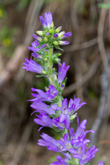 macrophotographie de fleur sauvage - Campanule en &eacute;pi - Campanula spicata