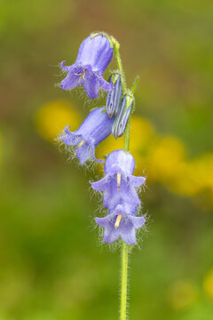 macrophotographie de fleur sauvage - Campanule barbue - Campanula barbata