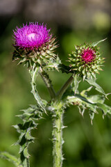 macrophotographie de fleur sauvage - Chardon pench&eacute; - Carduus nutans
