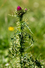 macrophotographie de fleur sauvage - Chardon épineux - Carduus acanthoides