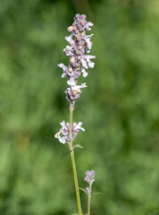 Obraz premium macrophotographie de fleur sauvage - Népéta à feuilles lancéolées - Nepeta nepetella