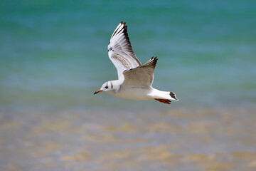 Lachmöwe (Chroicocephalus ridibundus) im Jugendkleid, Seitenansicht im Flug über hellblauem Wasser - Playa de Sotavento de Jandia, Fuerteventura