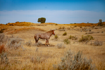 Wild (feral) horse in Theodore Roosevelt National Park, North Dakota