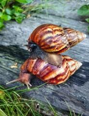 Burgundy snail (Helix pomatia) or escargot is a species land snail. Burgundy snail in old garden