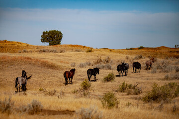Wild (feral) horses in Theodore Roosevelt National Park, North Dakota