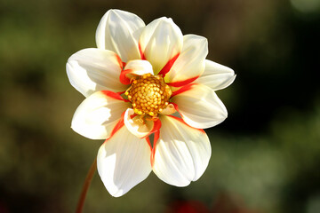 Dahlia, Luna Eclipse. This is a dahlia called Luna Eclipse.