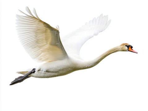 stunning swan flies elegantly, its long wings fully spread. The pure white background highlights the bird's beauty and grace as it glides effortlessly above.
