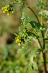 Fototapeta premium Common groundsel flowers