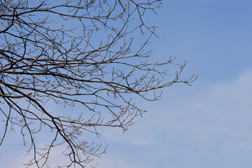 Sessile oak branches with buds