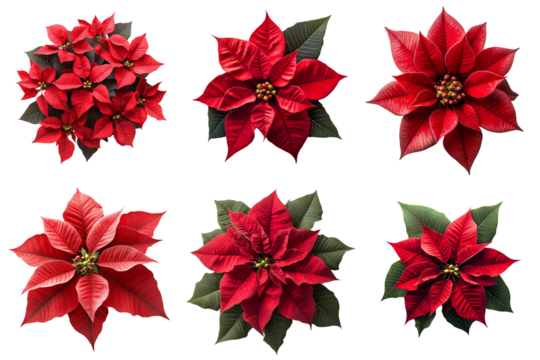 Set of Red Poinsettia Christmas Eve flowers isolated on transparent background, png