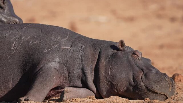 Hippo or Hippopotamus (Hippopotamus amphibius) resting on the bank of the Chobe river, it is covered in lion claw marks from surviving a previous lion attack. Slow motion, 25 percent natural speed.