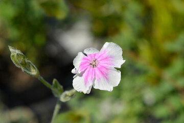 Obraz premium Rose campion Angels Blush flower