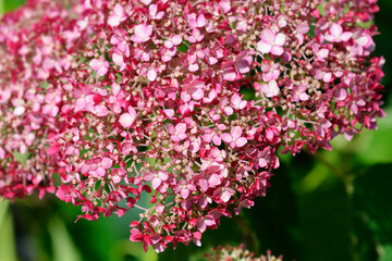 Smooth hydrangea Pink Annabelle flowers