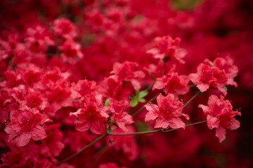 close up of pink flowers of azaleas