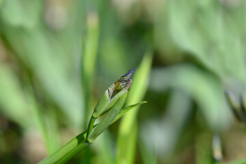 Siberian iris flower bud