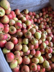 red and green apples