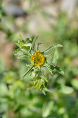 Spiny starwort flower