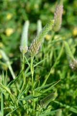 Narrowleaf crimson clover flower bud