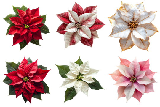Set of Poinsettia Christmas Eve flowers isolated on transparent background, png