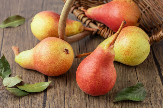 Ripe red yellow whole pear fruits Forelle falling from wicker basket on wooden table.
