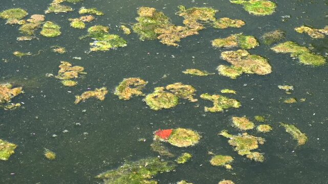 View of a stagnant water close top view
