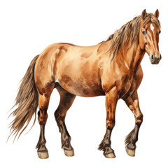 Obraz premium PNG Stallion mammal animal horse.