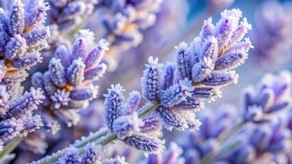 Obraz premium A delicate lavender bloom dusted with frost, a whisper of winter's touch on a delicate purple flower.