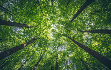 Fototapeta premium Stunning wide-angle view of the canopy from below, showing tall trees with lush green leaves in an ancient forest