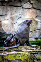 close-up of a sealion sitting on a rock