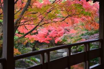 【兵庫県】姫路市・好古園の紅葉