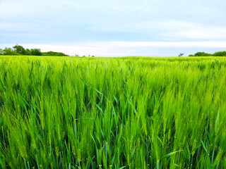 Green wheat field, sunny day and the blue sky close up image