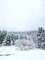 Scenic image of now covered tree. Frosty day, calm wintry scene. Location Medvednica, Croatia Europe.  Great picture of wild area. Explore the beauty of Earth. Tourism concept. 