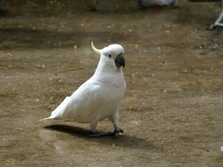 white parrot on the beach © Valerii