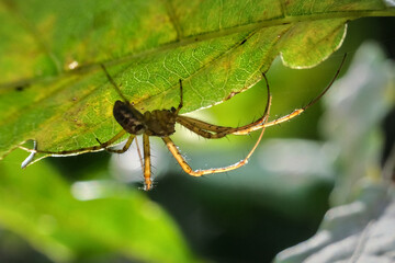 Naklejka premium Spider watching for its prey, positioned upside down under a leaf.