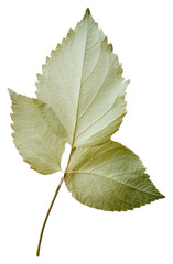 Fototapeta premium PNG Real Pressed a mint leaf plant herbs tree.