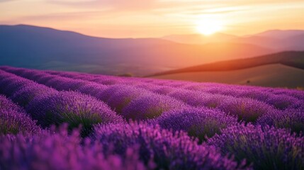 Lavender Hills at Sunset, tranquil rolling hills adorned with blooming lavender, embodying serenity and harmony in nature's embrace