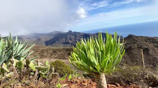 Kleinia neriifolia or Verode plant - native endemic to the Canary Islands in Teno Alto,Tenerife,Canary Islands,Spain.