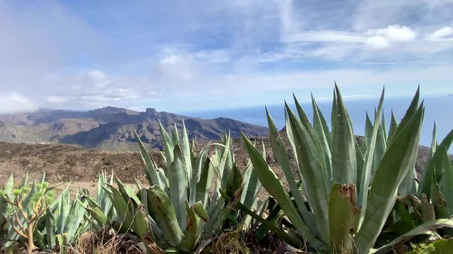 Beautiful view of Teno Alto volcanic landscape with Agave americana or Century plants growing wild in Tenerife,Canary Islands, Spain.Travel concept. 4K