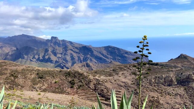 Beautiful view of Teno Alto volcanic landscape with Agave americana or Century plants growing wild in Tenerife,Canary Islands, Spain.Travel concept,4k