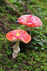 fly agaric, red mushroom, fly agaric on a green lawn, mushrooms in the forest, hallucinogen, poison, dangerous mushroom
