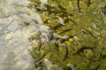 Gariang fish or Tor douronensis fish typical of West Sumatra is swimming in the clear and cool waters of the river