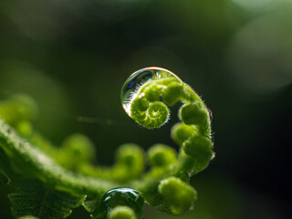 Macro shot of Fern leaves foliage in the forest. Young fern leaf shoots with rain drops in the...