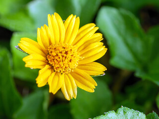blooming pretty yellow creeping daisy flower, close-up of pollen yellow creeping daisy flower,  yellow creeping daisy flowers growing in rainy season