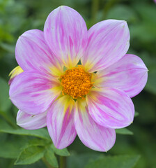 Obraz premium Beautiful close-up of a pink dahlia